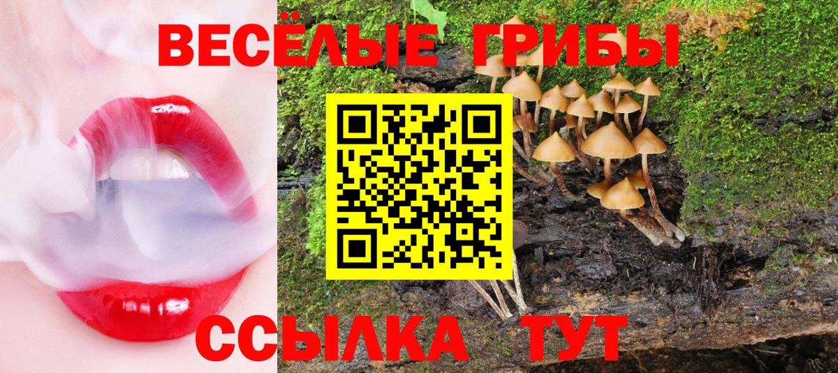 купить  цена  Вход с VPN  Губкин  Псилоцибиновые грибы Psilocybine cubensis 